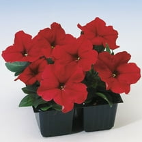 Outsidepride Petunia Multiflora Red - 500 Seeds