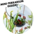 Terrarium in a Terrarium Carnivorous Creatures Collection of Fly