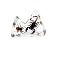 thumbnail image 1 of Speldy East DS1118 Décoration de Bureau Réelle, Araignée & Scorpion, 1 of 1