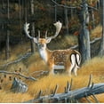 thumbnail image 2 of Weenink, Jan 15x15 Black Ornate Wood Framed with Double Matting Museum Art Print Titled - Beautiful deer, 2 of 4