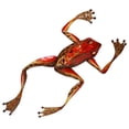thumbnail image 1 of Eangee Home Design m7016 Grenouille Décor de Mur&44; Rouge, 1 of 1