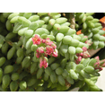 thumbnail image 6 of Donkey Tail Trailing Sedum Plant Live for Planting, 2 Inch Pot Donkey Tail Succulent Plants Live Succulents, Live Succulents Plants Fully Rooted, Easy Care House Plant, 6 of 6