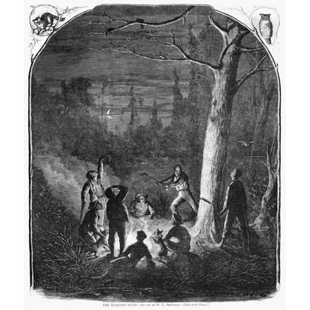 Raccoon Hunters 1867 Nmen Chopping Down A Tree So That Their Dogs Can Catch The Raccoons In It Engraving American 1867 Rolled Canvas Art -  (24 x (Best Way To Catch A Raccoon)