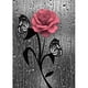 thumbnail image 1 of Pintura de diamante (DB5274) 5D DIY Dibujo de rosa cuadrada 40x50cm Hugtrwg Para estrenar, 1 of 1