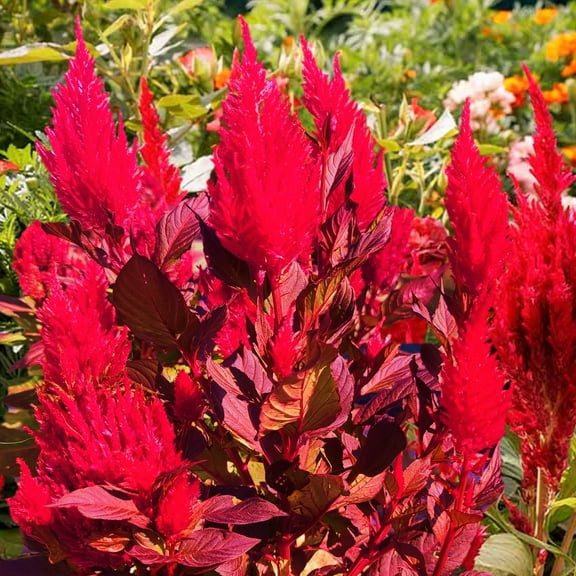 TomorrowSeeds - Scarlet Plume Red Celosia Seeds - 1000  Count - For 2026 Planting Red Celosia