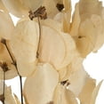 thumbnail image 5 of Vickerman 13.5-17" Bleached Dried Moneta Leaf on Twig Bundle, Preserved., 5 of 5