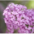 thumbnail image 1 of Lilac & Lilies Fragrance Oil, 1 of 1