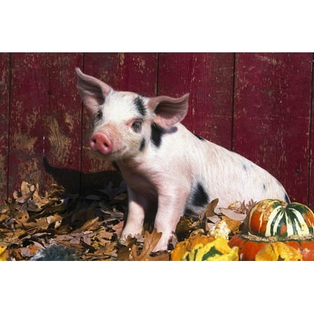 Red Spot Stone - Spotted Piglet Sitting Among Oak Leaves and Autumn Gourds by Red Barn, Freeport, Illinois, USA Print Wall Art By Lynn M. Stone
