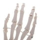 thumbnail image 5 of 1: 1 Tamaño Natural Modelo de Articulación de Hombro con Ligamento de Mano Juguete de Aprendizaje de Anatomía Escolar, 5 of 5