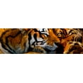 thumbnail image 2 of Murray Henderson Fine Art 32x13 Black Ornate Wood Framed with Double Matting Museum Art Print Titled - Tigers Sleep, 2 of 4