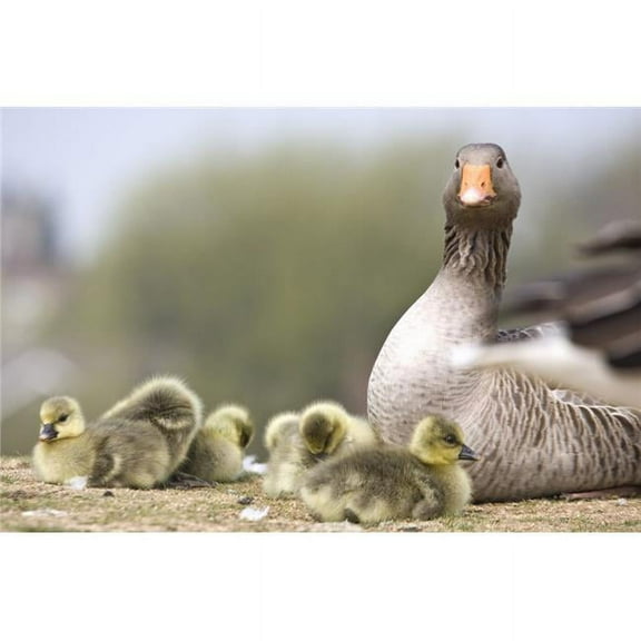 Goose with Baby Chicks Poster Print - 17 x 11