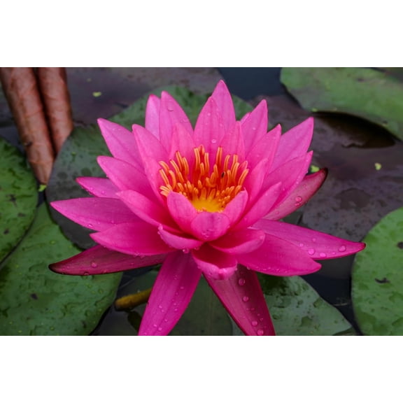 Mature Fully Grown Hardy Water Lily (Assorted Pink)