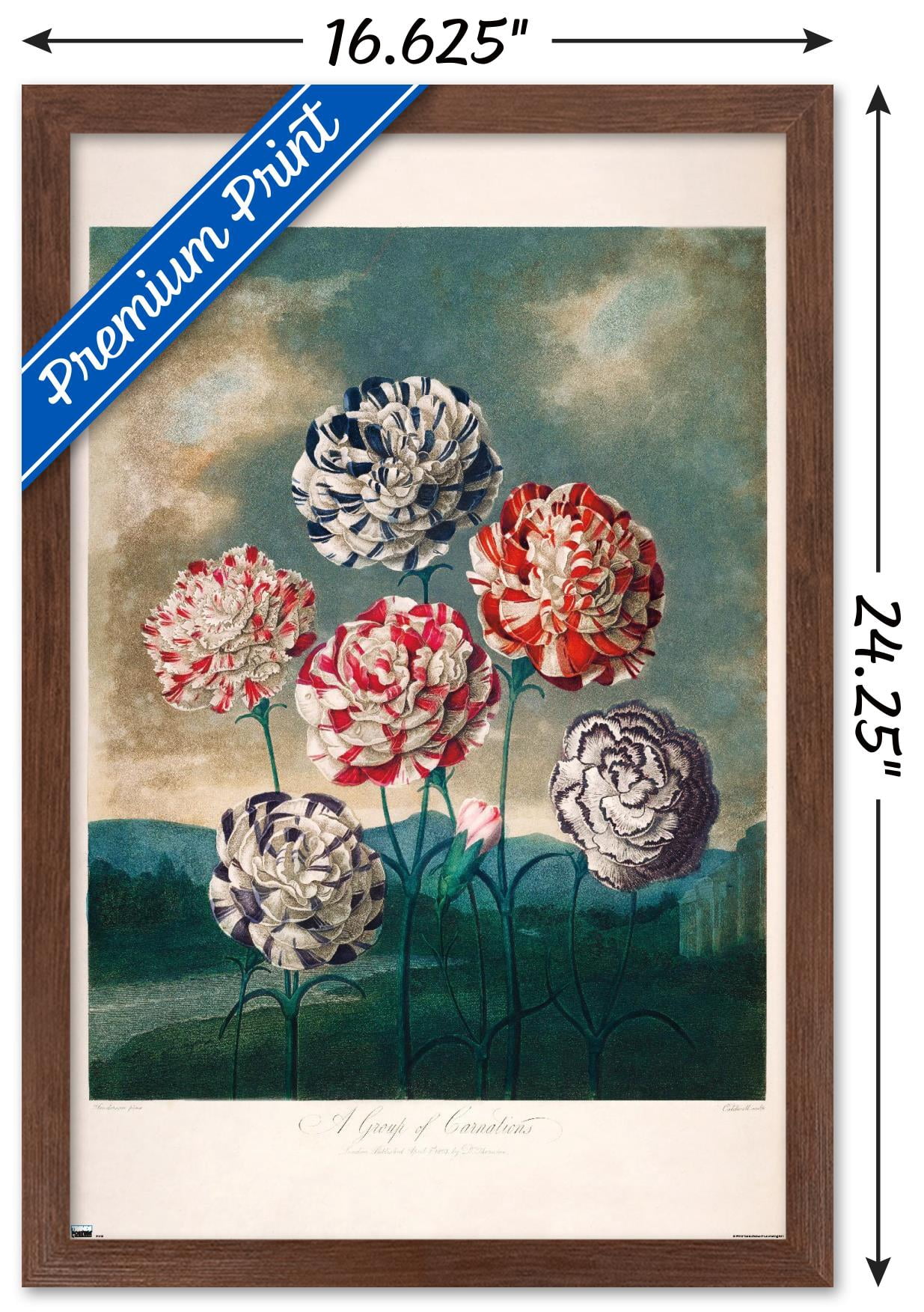 A Group Of Carnations Wall Poster, 14.725" x 22.375" Framed