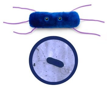 giant microbes listeria