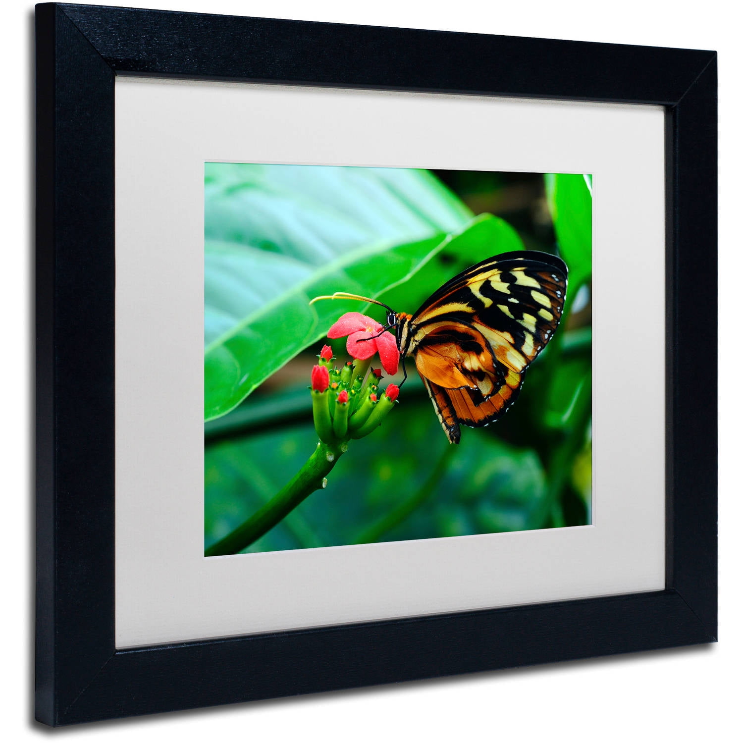 Trademark Fine Art "Cream Spotted Tigerwing" Canvas Art by Kurt Shaffer, White Matte, Black Frame