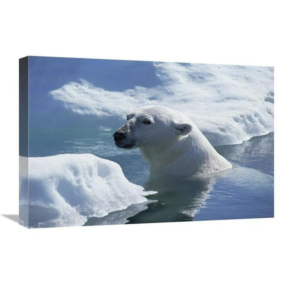 16 x 24 in. Polar Bear About to Haul Out on Ice Floe, Wager Bay, Canada Art Print - Flip Nicklin