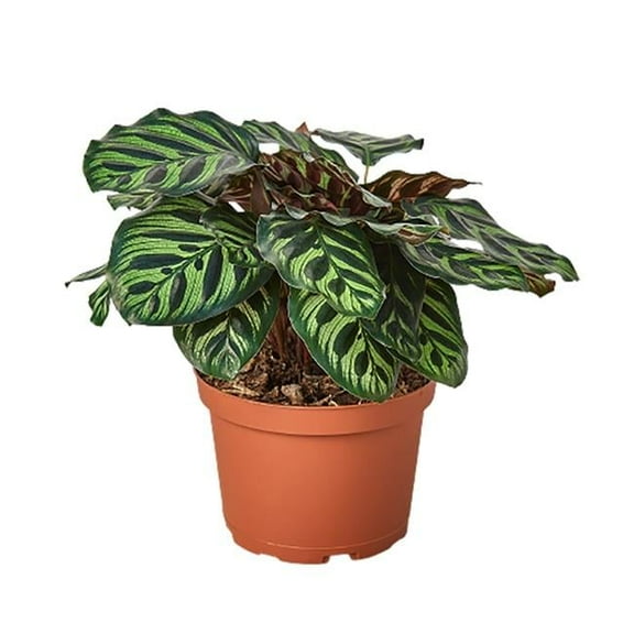 6-CALATHEA-MAKOYANA 6 in. Calathea Makoyana Pot