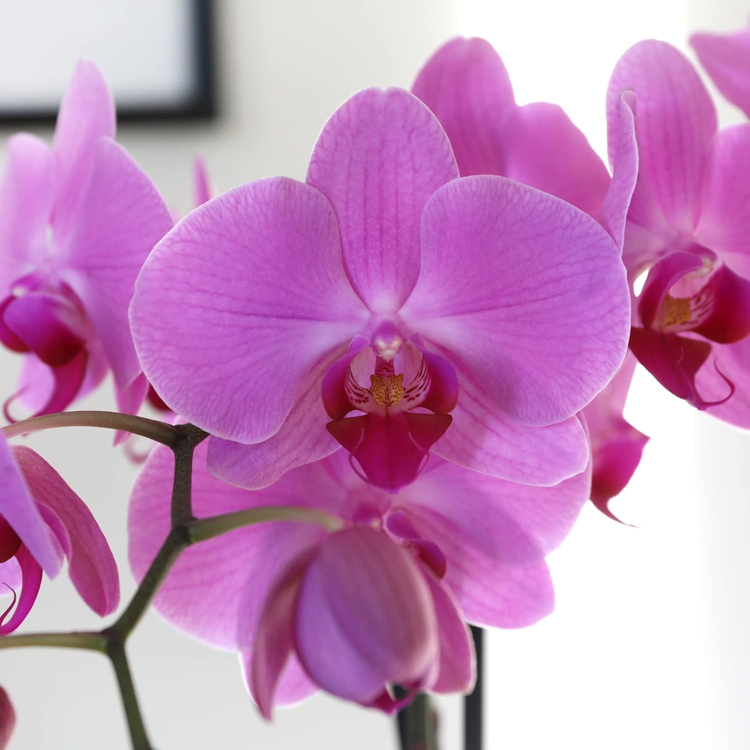 Just Add Ice 16-30" Watercolor Pink Premium Orchid Duo Live Plants in 10" White Dot Ceramic Planter, House Plant