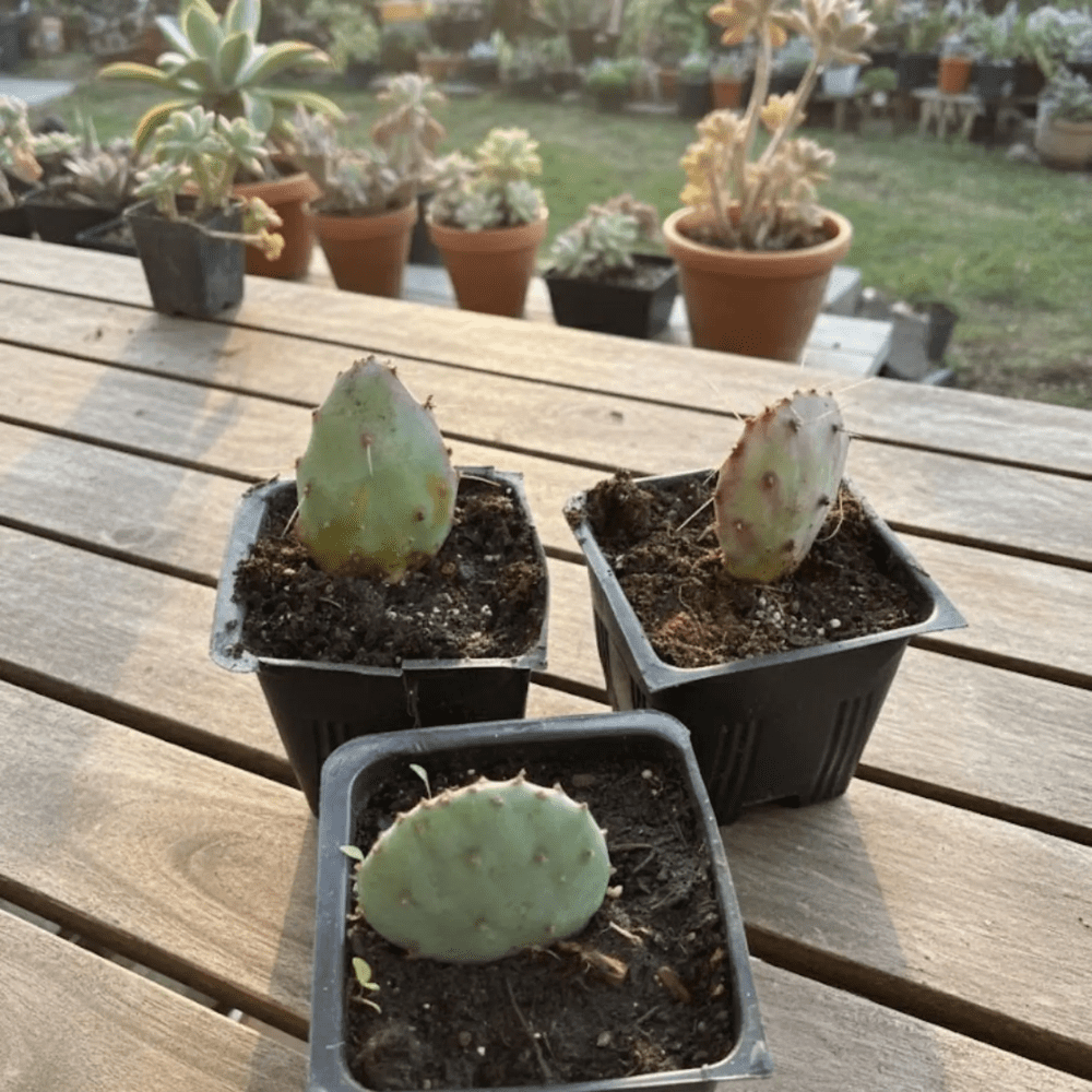Purple Prickly Pear Cactus Plant in Pot, 6-8'' Tall, Rare Pear Cactus, Live Prickly Pear Cactus Plant for Indoor or Outdoor Planting