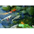 thumbnail image 2 of Koi Pond Wall Mural by Wallmonkeys Peel and Stick Graphic (18 in W x 12 in H) WM24669, 2 of 4