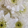 thumbnail image 4 of Better Homes & Gardens 12in White Mum Live Plants Sun, 4 of 4