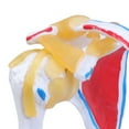 thumbnail image 4 of Yokua Human Shoulder Anatomy Model with Muscles Nerves Details Shoulder Model, 4 of 8