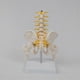 thumbnail image 4 of Human Lumbar Vertebra Model Female Pelvis Model Hip Female Anatomy Model Bone Pelvic Anatomical Models 1/2 Life Size, 4 of 5