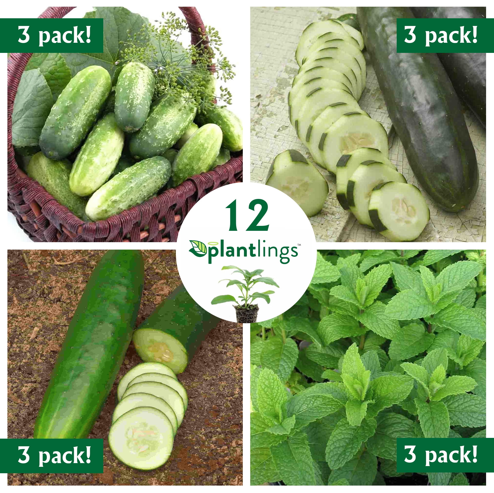 FerryMorse Plantlings Live Baby Plants 13in. Vegetable Garden Starter Kit, 12 pkCucumbers