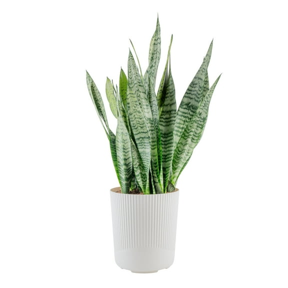 Costa Farms 28-42" Tall Snake Plant Zeylanica Bright Indirect Sunlight, Indoor House Plants