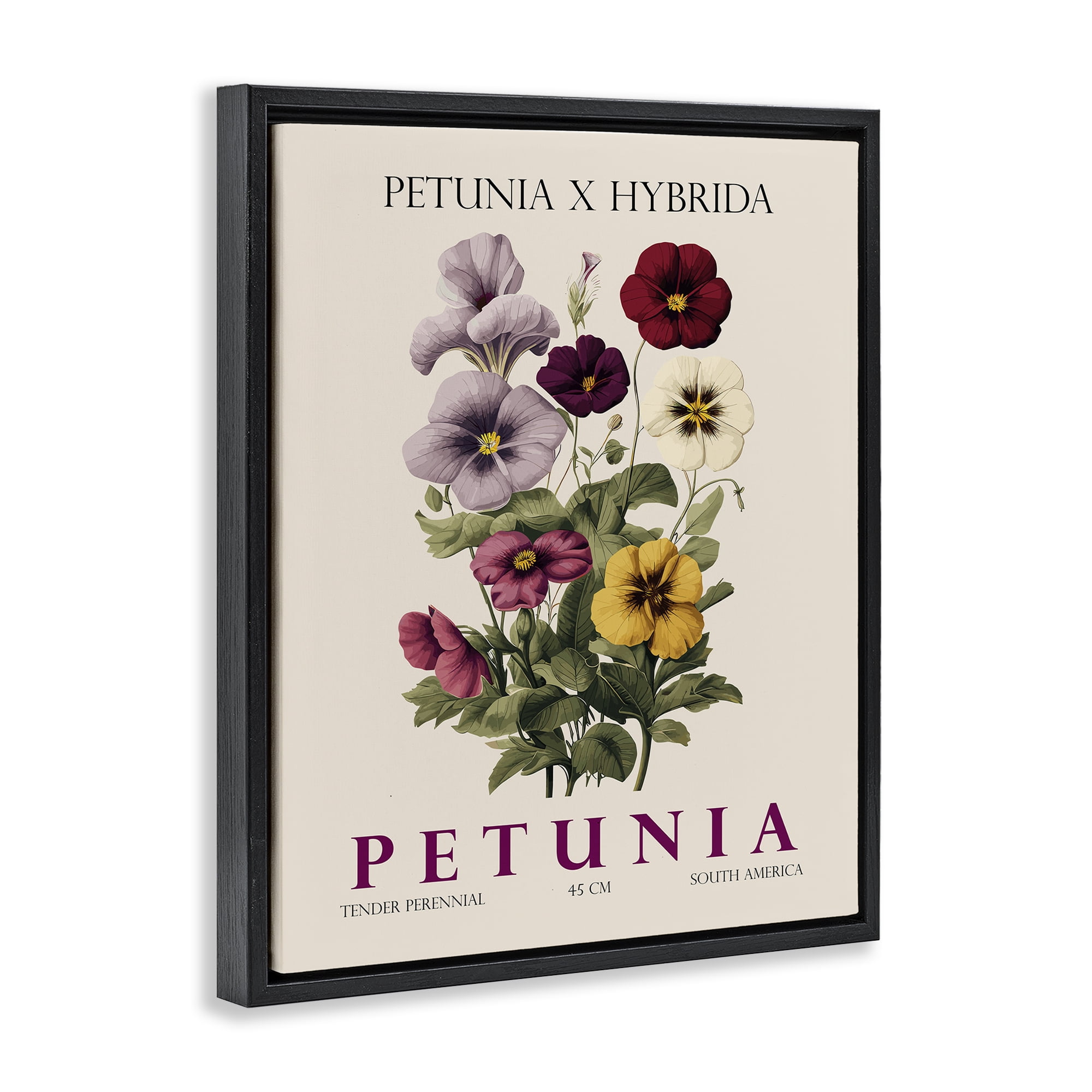 Stupell Industries Natural Petunia Bundle Black Framed Floater Canvas Wall Art, design by Christopher Giampietro