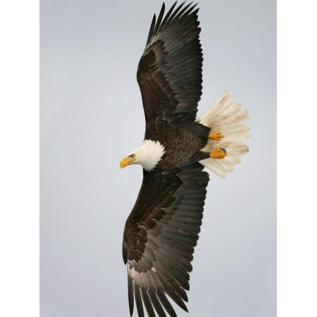 Bald Eagle in Flight with Wingspread, Homer, Alaska, USA Print Wall Art By Arthur (Best Place To See Eagles In Alaska)