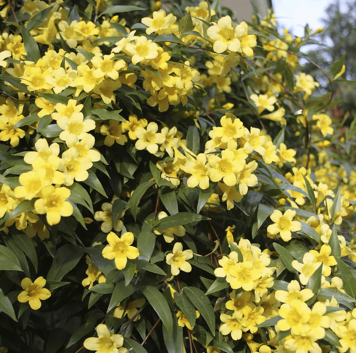 Carolina Jasmine Plant Live for Planting, Jasmine Flower Plant for Outdoor 4 to 6 Inch Tall