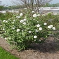 thumbnail image 4 of Carlescephalum Viburnum Live Shrub-1 Gallon Bareroot, 4 of 5