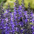 thumbnail image 3 of Indiglo Girl Blue Flowering Salvia Dormant Bare Root Perennial Starter Plant, One Plant per Offer, 3 of 5