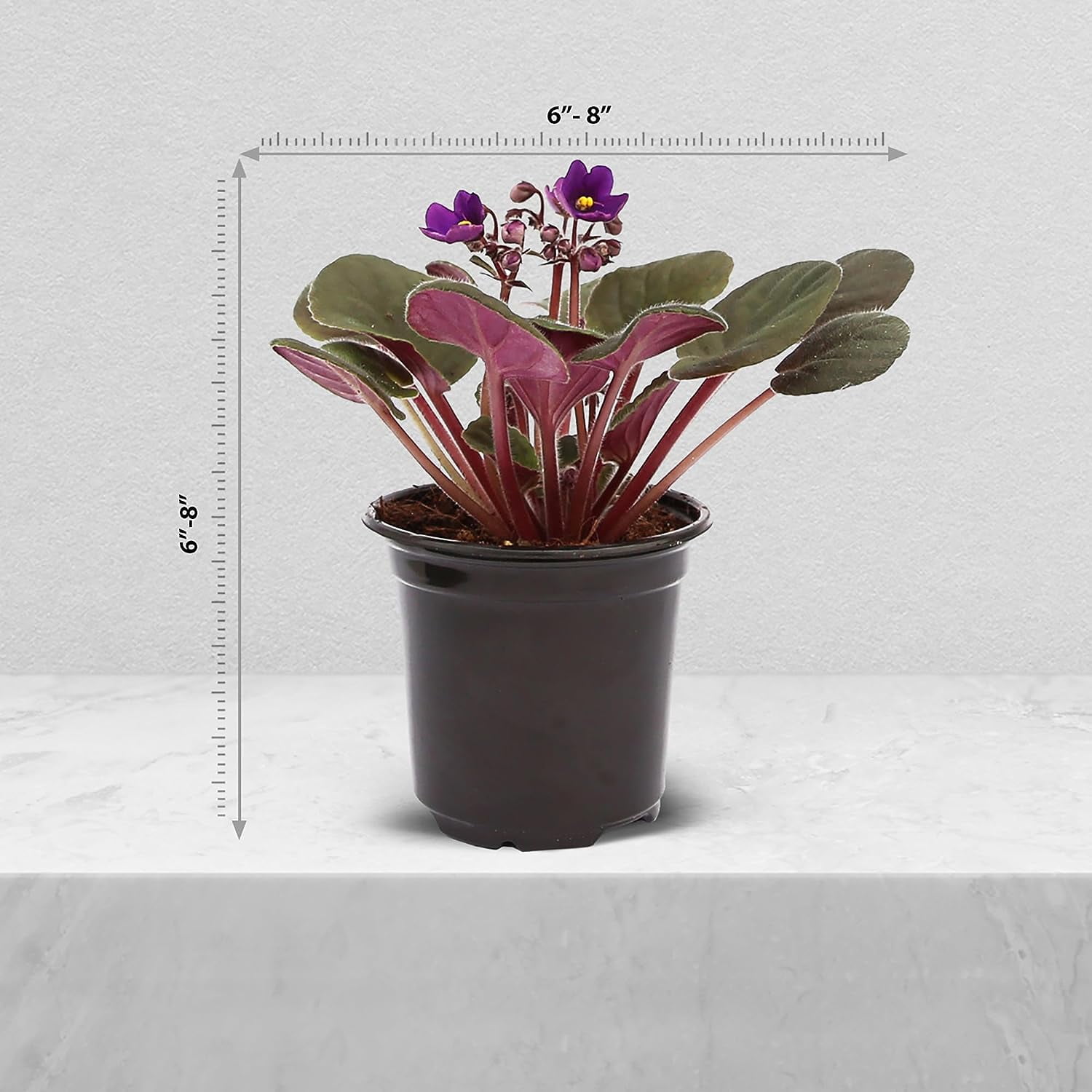 Live Purple Shade Violets, Blooming Housewarming Gift, Birthday Gift, Father's Day Gift, Plant Lover Gift, Sympathy Gift, Flowering Small Houseplant, Fully Rooted Indoor Plant in 4" Pot