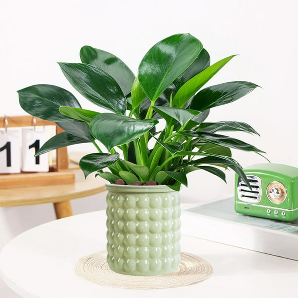 Macetas de plástico transparente con autorriego para plantas pequeñas | Maceta hidropónica con mecha | 12 x 10 x 11,5 cm | Beige, blanco, gris y verde