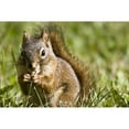 thumbnail image 2 of Squirrel Eating A Nut Poster Print, 2 of 2