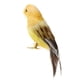 thumbnail image 3 of Adornos de pajaritos artificiales 5 '' Taxidermia Árbol # 11 Gloria Pájaros de la pluma, 3 of 7