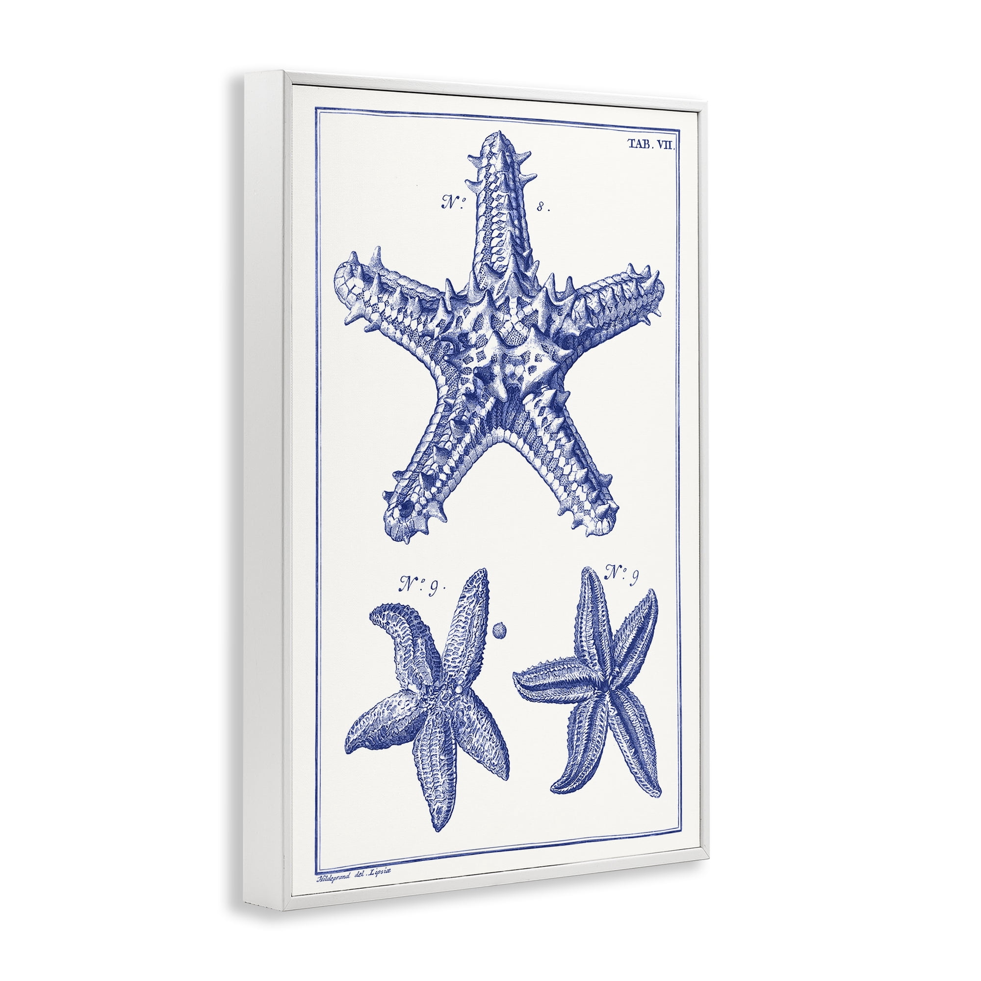 Stupell Industries Blue Starfish Diagrams Animals & Insects Painting White Framed Art Print Wall Art, 12 x 18