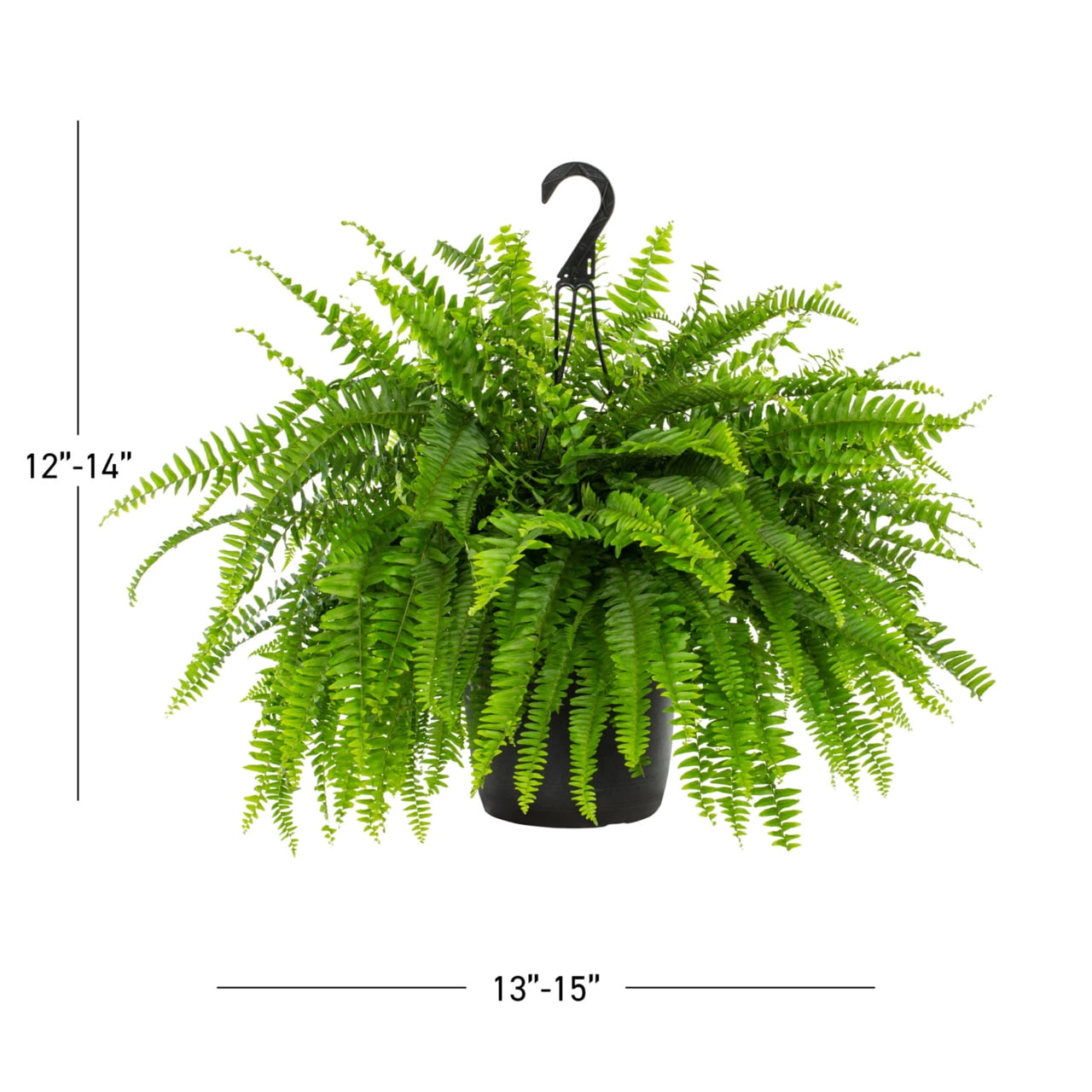 (2 pack) Expert Gardener 20-24" Wide Boston Fern Live Plant in 1.5-Gallon Grower Pot