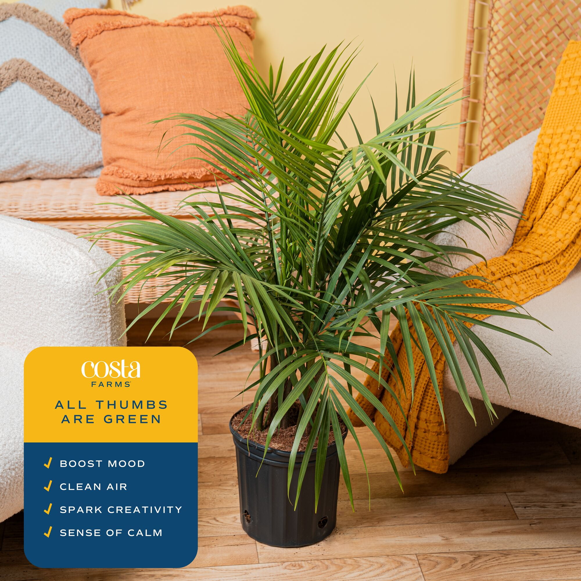 Costa Farms 32" Majesty Palm Live House Plants in 10" Grower Pot