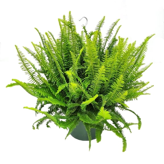 Tropical Plants of Florida 12" Kimberly Queen Fern Hanging Basket Overall Plant Spread 28" to 32"; Bright, Indirect Sunlight, Hanging Plant with Metal Hanger