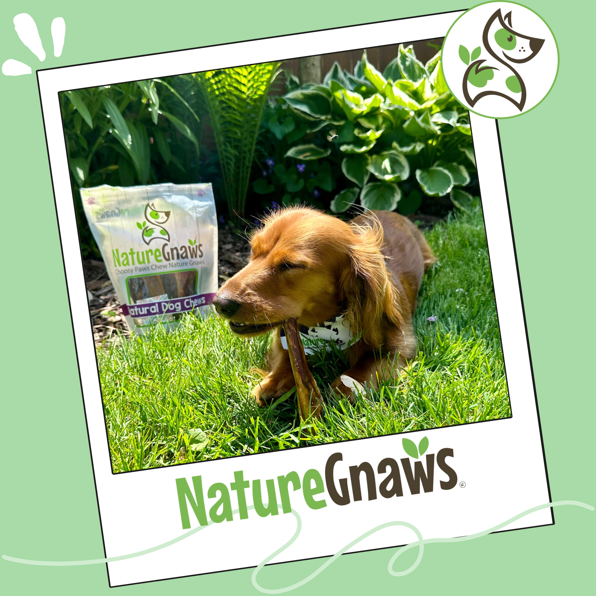 Nature Gnaws Small Bully Sticks, Natural Dog Chew Treats 4-6" (6oz)