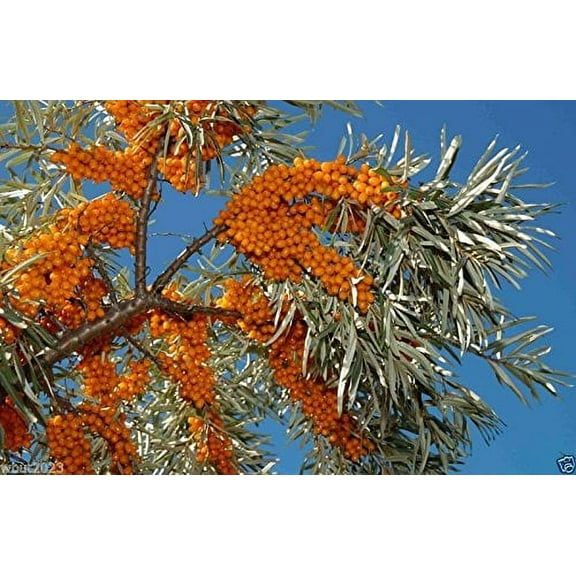 200 Seeds Sea Buckthorn, Seaberry - Hippophae Rhamnoides - Edible Fruit - Raw or Cooked !