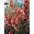 thumbnail image 4 of 100 MIXED COLORS VERBASCUM Verbascum Phoeniceum Flower Seeds, 4 of 5