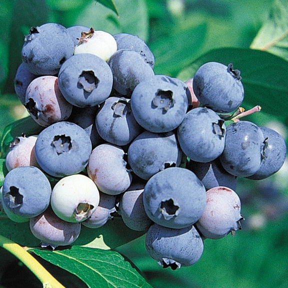 Bluecrop Blueberry Bush Deciduous Fruit Bearing Plant, in a 3 gallon pot