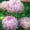 D, variant on Beautiful Rainbow Peonys-Gift Garden-Home Decoration-Bloom Year After Year-(Non-Artificial)-Ornamental-Premium Garden Stakes