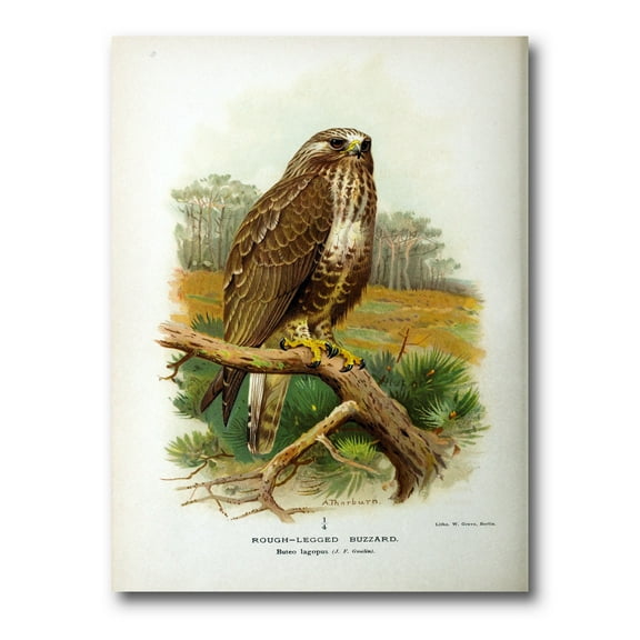 Ancient Bird Life IX 8 in x 12 in Painting Canvas Art Print, by Designart