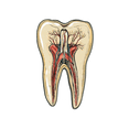thumbnail image 4 of Realistic Tooth Anatomy Stickers, Waterproof Tooth Anatomy Sticker for Water Bottle Laptop Phone Cases Planner Skateboard Luggage Helmet Party Favor Decor, Ideal for Adults Teens Teacher Rewards, 4 of 9