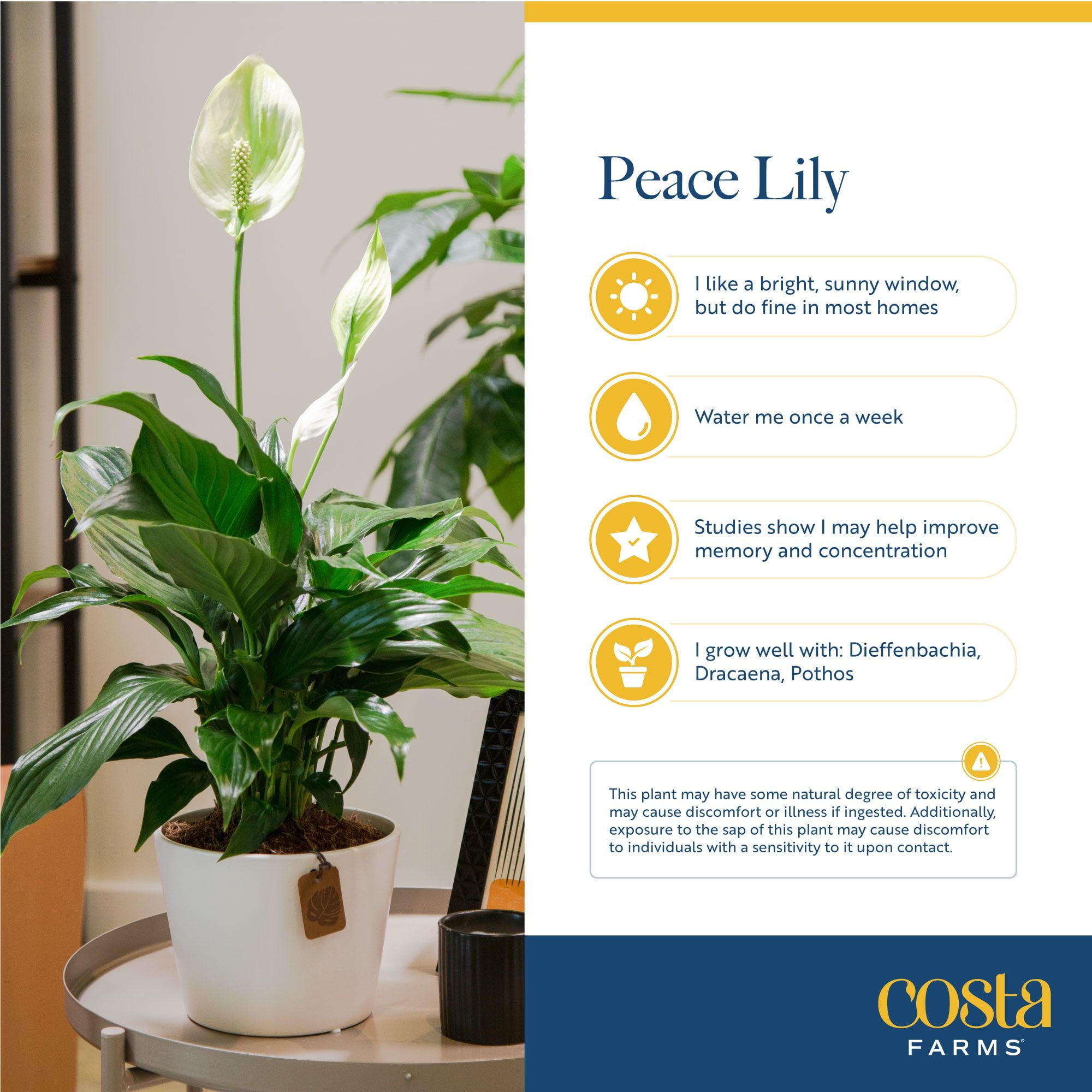 Costa Farms Peace Lily and Golden Pothos Live Plants in 5" Grower Pot